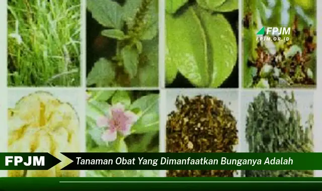 tanaman obat yang dimanfaatkan bunganya adalah