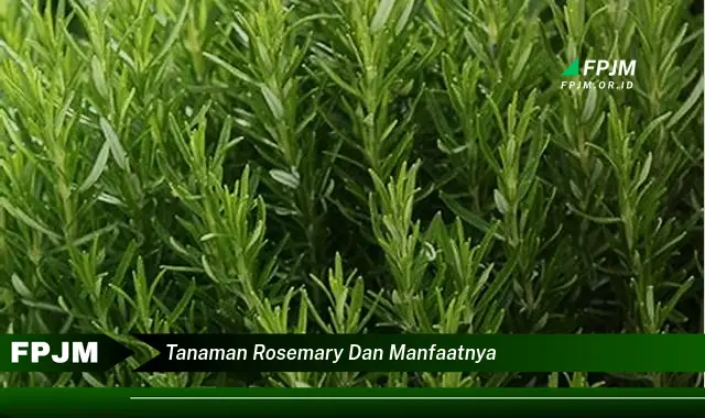 tanaman rosemary dan manfaatnya