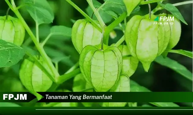 tanaman yang bermanfaat