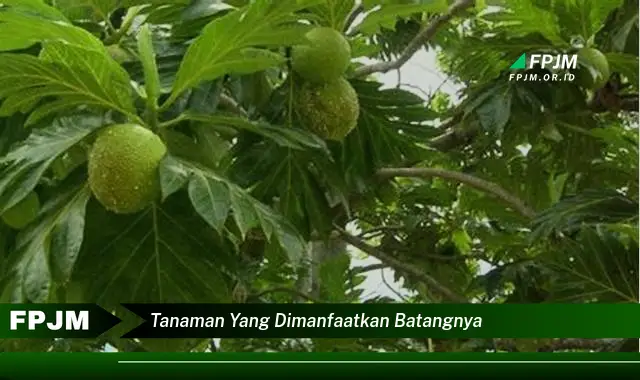 tanaman yang dimanfaatkan batangnya