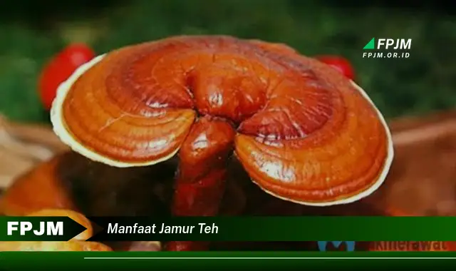 manfaat jamur teh
