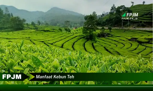 manfaat kebun teh