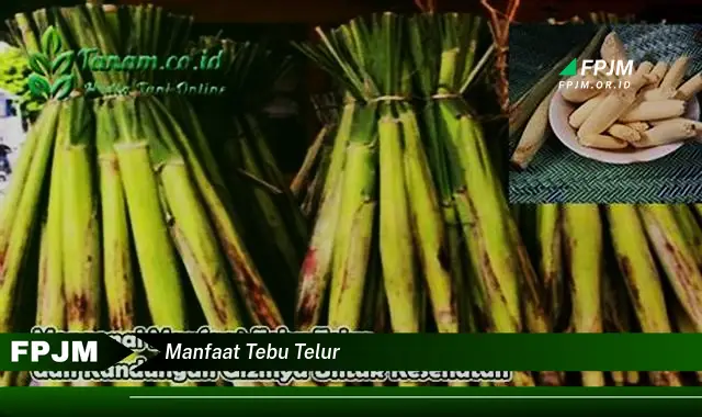 manfaat tebu telur
