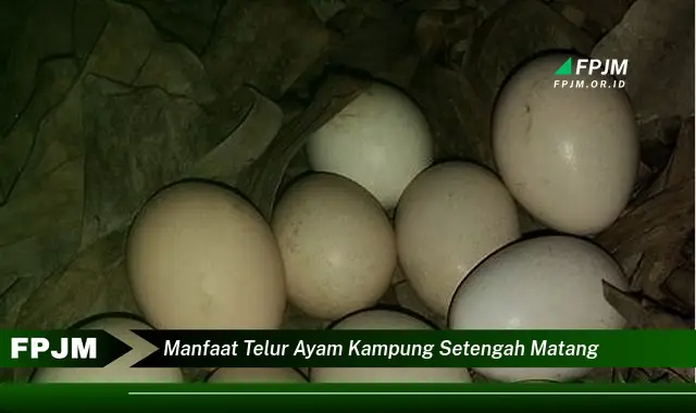 manfaat telur ayam kampung setengah matang manfaat telur ayam kampung setengah matang