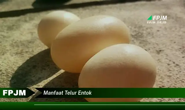 manfaat telur entok manfaat telur entok
