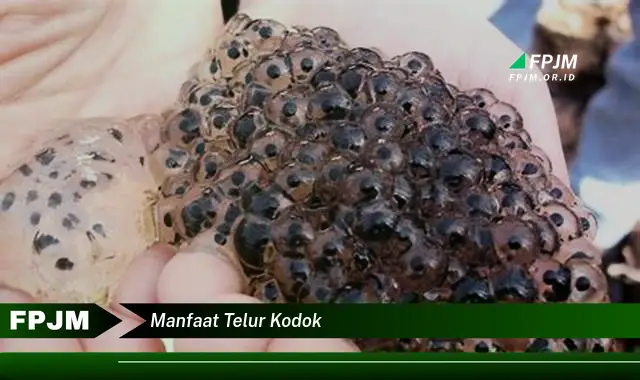 manfaat telur kodok