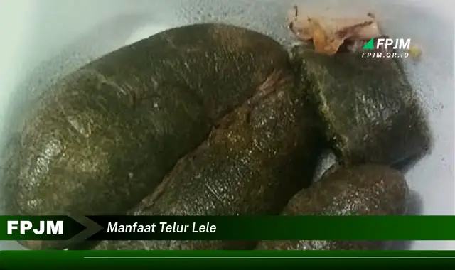 manfaat telur lele manfaat telur lele