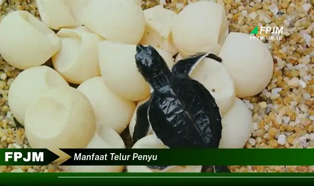 manfaat telur penyu manfaat telur penyu