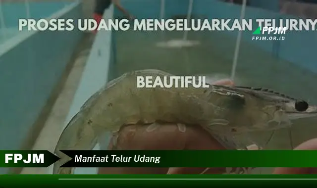 manfaat telur udang manfaat telur udang