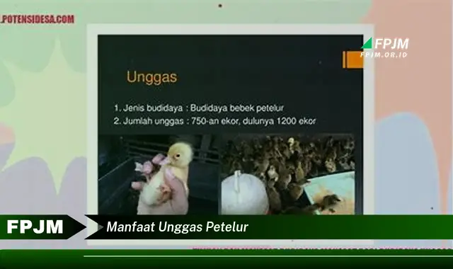 manfaat unggas petelur manfaat unggas petelur