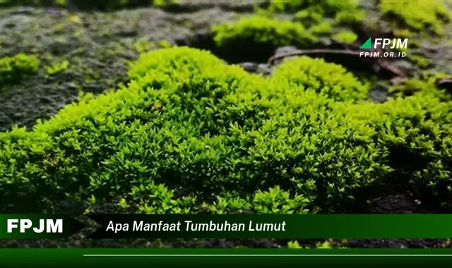 apa manfaat tumbuhan lumut