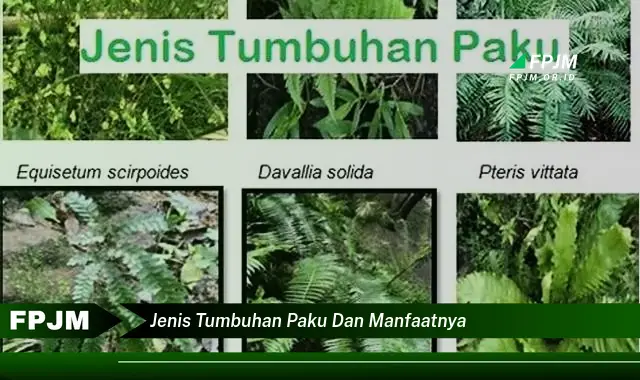 jenis tumbuhan paku dan manfaatnya