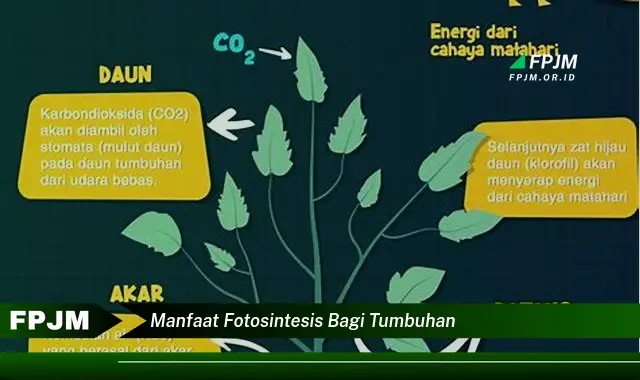 manfaat fotosintesis bagi tumbuhan