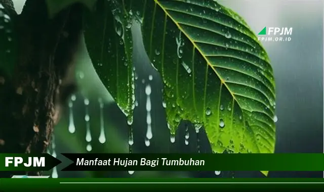 manfaat hujan bagi tumbuhan