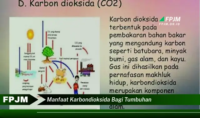 manfaat karbondioksida bagi tumbuhan