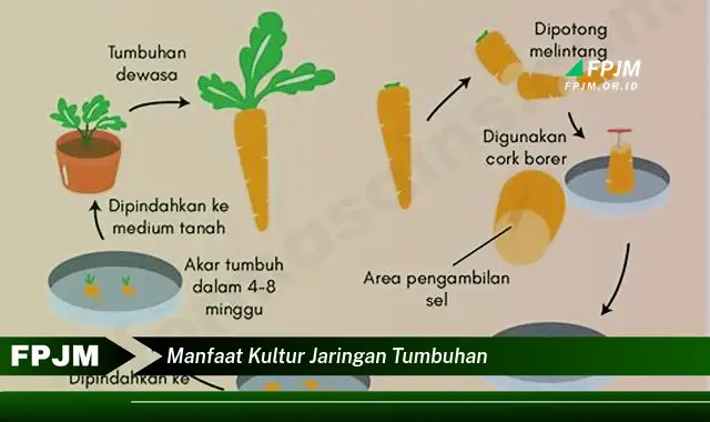 manfaat kultur jaringan tumbuhan