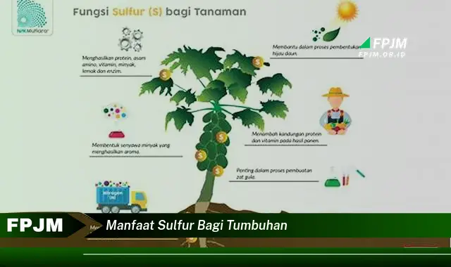 manfaat sulfur bagi tumbuhan