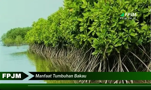 manfaat tumbuhan bakau