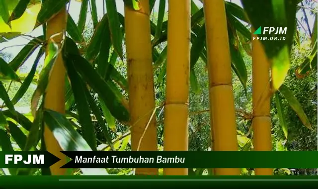 manfaat tumbuhan bambu