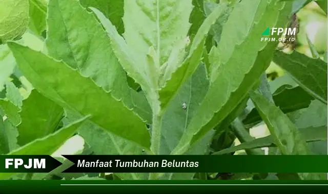 manfaat tumbuhan beluntas