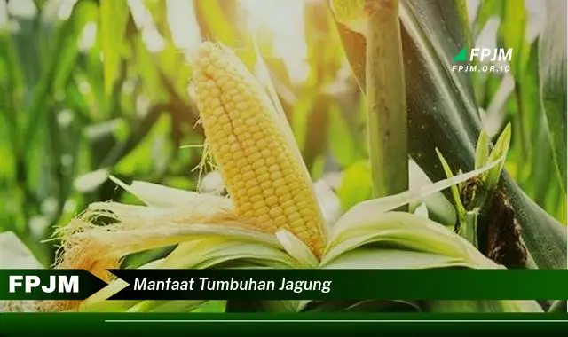 manfaat tumbuhan jagung