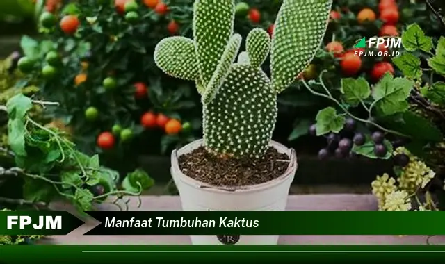 manfaat tumbuhan kaktus