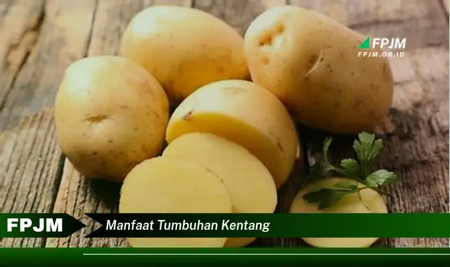 manfaat tumbuhan kentang