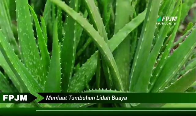 manfaat tumbuhan lidah buaya