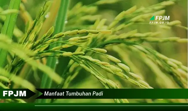 manfaat tumbuhan padi