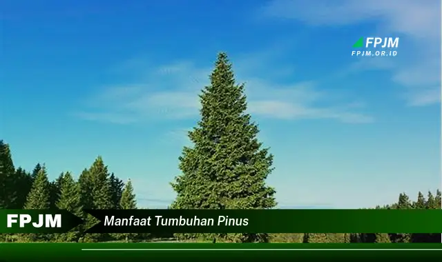 manfaat tumbuhan pinus