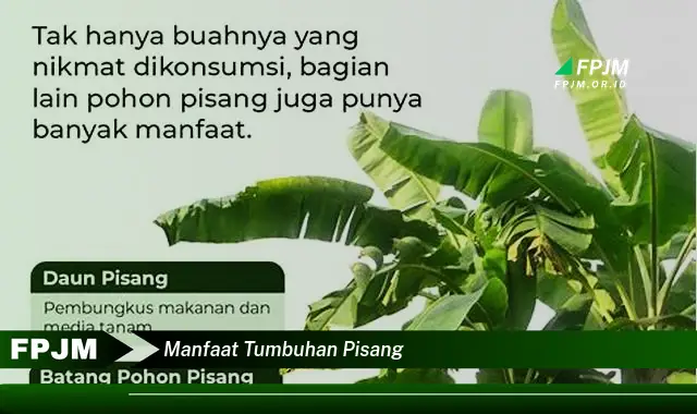 manfaat tumbuhan pisang