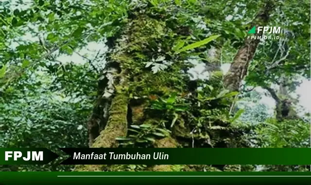 manfaat tumbuhan ulin