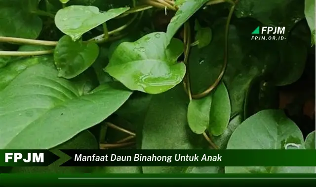 manfaat daun binahong untuk anak