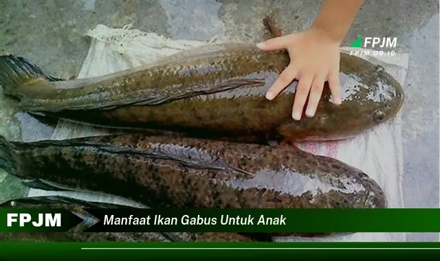 manfaat ikan gabus untuk anak