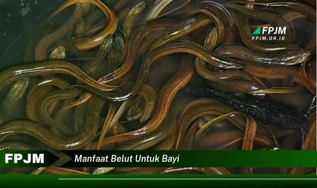 manfaat belut untuk bayi