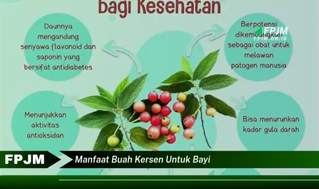 manfaat buah kersen untuk bayi manfaat buah kersen untuk bayi