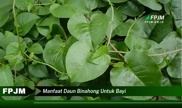 manfaat daun binahong untuk bayi manfaat daun binahong untuk bayi
