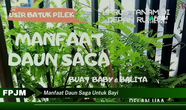 manfaat daun saga untuk bayi