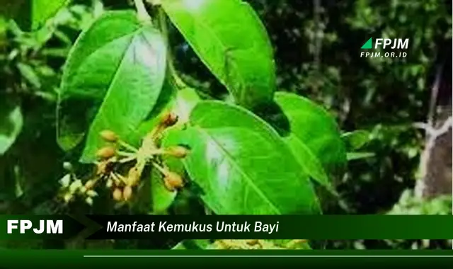 manfaat kemukus untuk bayi