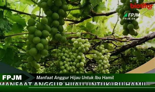 manfaat anggur hijau untuk ibu hamil