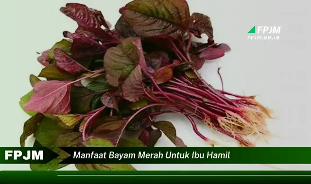 manfaat bayam merah untuk ibu hamil