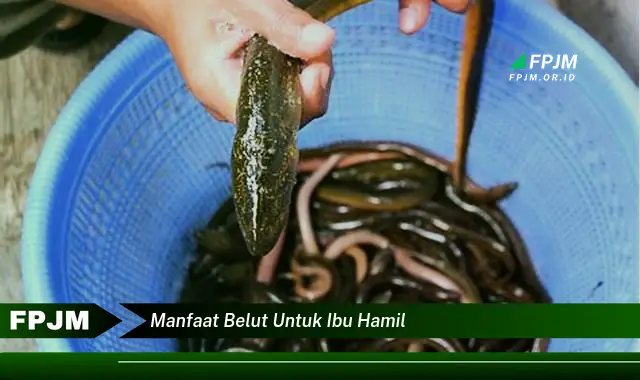manfaat belut untuk ibu hamil