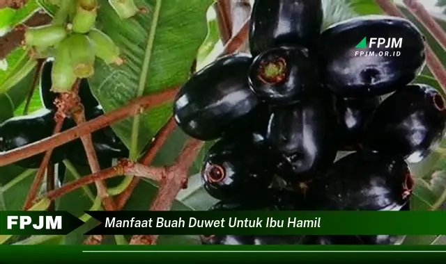 manfaat buah duwet untuk ibu hamil