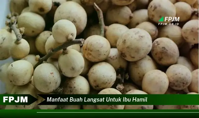 manfaat buah langsat untuk ibu hamil