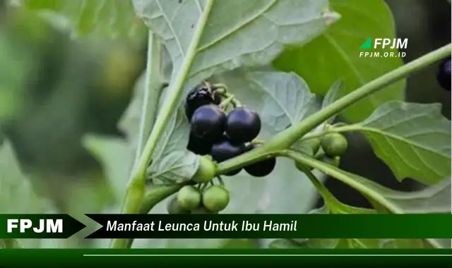 manfaat leunca untuk ibu hamil