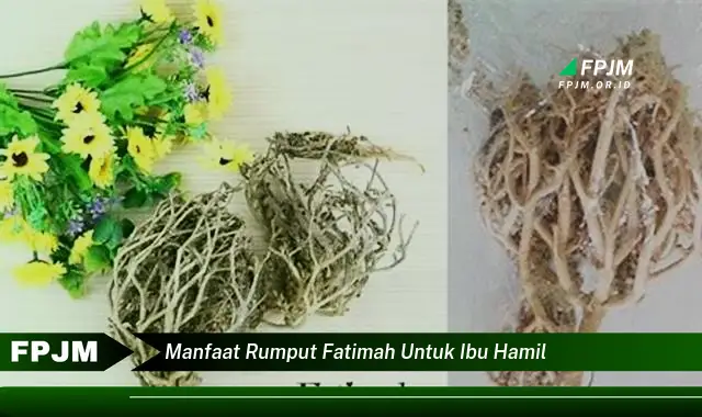 manfaat rumput fatimah untuk ibu hamil