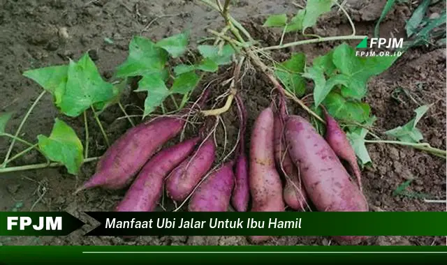 manfaat ubi jalar untuk ibu hamil