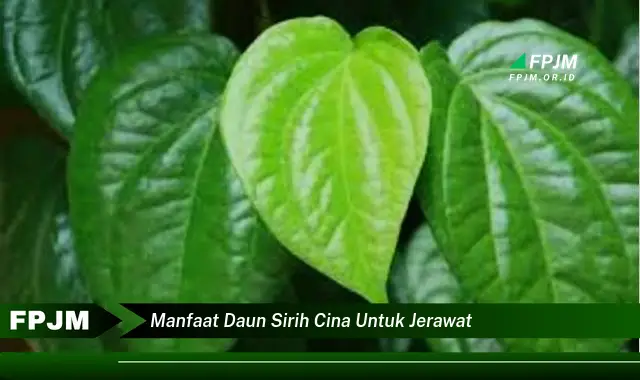 manfaat daun sirih cina untuk jerawat