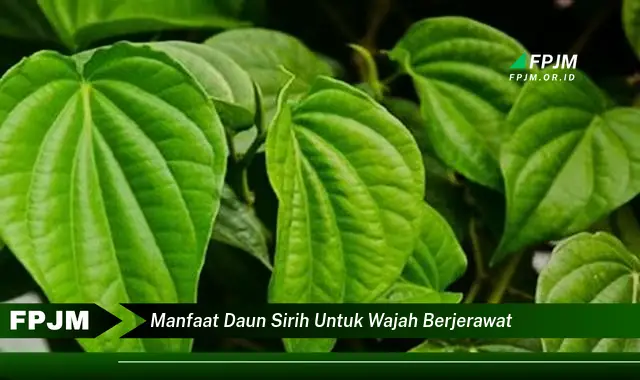 manfaat daun sirih untuk wajah berjerawat