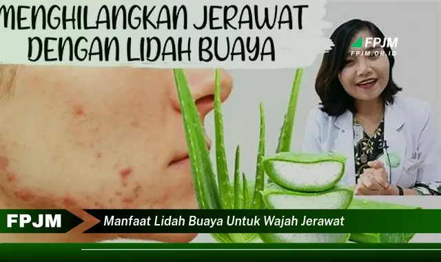 manfaat lidah buaya untuk wajah jerawat manfaat lidah buaya untuk wajah jerawat